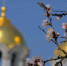 Цветущая ветка абрикоса на фоне Вознесенского собора в Новочеркасске. Фото Никиты Сиденина - RuffNews.Ru